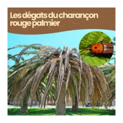 Nématodes sc - 2 à 4 palmiers - charançon rouge palmier - 50m