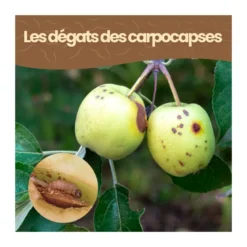 Nématodes sf - 4 arbres - carpocapses pomme poire noix - 10m