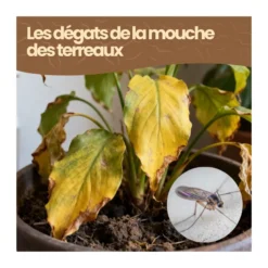 Nématodes sf - 500 m² - mouches des terreaux - 250 millions