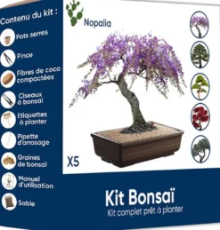 Nopalia® kit bonsaï bio prêt à pousser