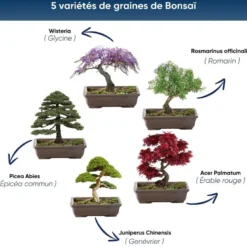 Nopalia® kit bonsaï bio prêt à pousser