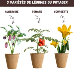Nopalia® kit potager prêt à pousser – graines bio (tomate, courgette, aubergine)