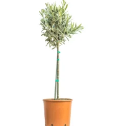 Olivier provençal sans cache-pot