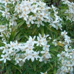 Oranger du mexique - choisya 'aztec pearl' - 40-50 cm pot