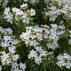 Oranger du mexique - choisya 'aztec pearl' - 40-50 cm pot