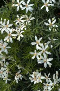 Oranger du mexique 'white dazzler ?' taille du pot - en pot de 3 litres