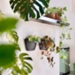 Pack de 3 pots muraux noirs avec arrosage automatique