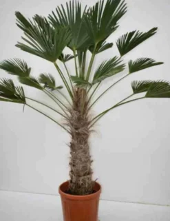Palmier chusan 2 l 10-30 cm