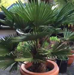 Palmier chusan 2 l 10-30 cm