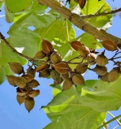 Paulownia tomentosa 25 l- 125-150 cm