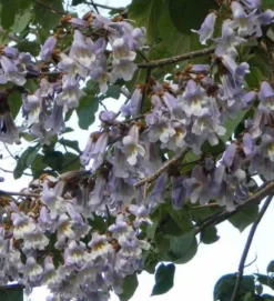 Paulownia tomentosa 25 l- 125-150 cm