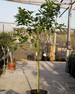 Persea americana var. Hass 25 l 180-200 cm