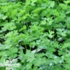 Persil frisé vert foncé bio