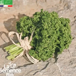 Persil frisé vert foncé bio
