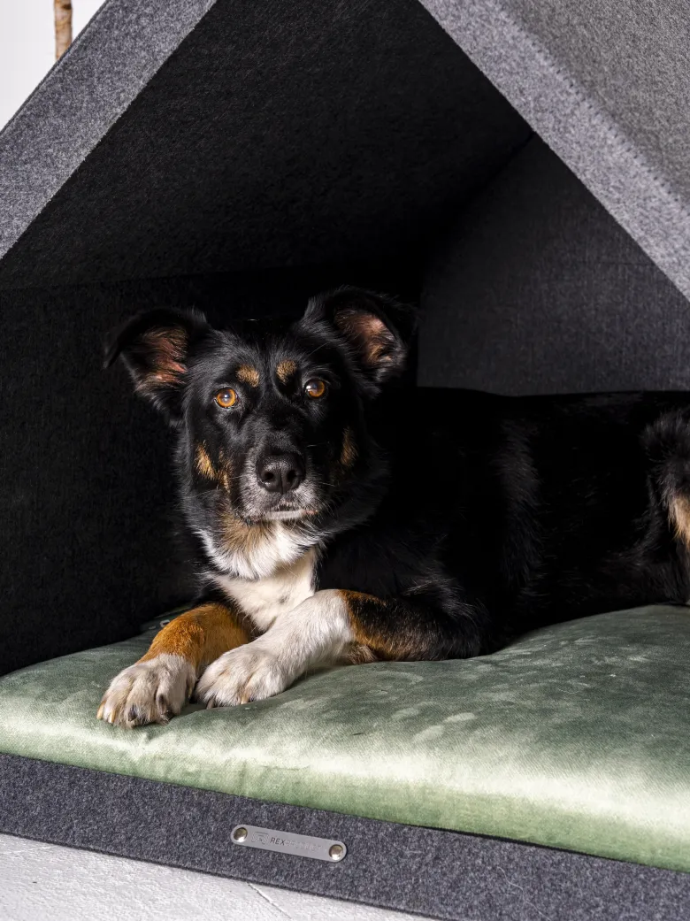 Pethome ortho gris clair xl