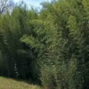 Phyllostachys bissetii 15 l 190-210 cm