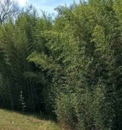 Phyllostachys bissetii 15 l 190-210 cm