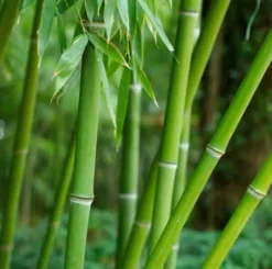 Phyllostachys bissetii 15 l 190-210 cm