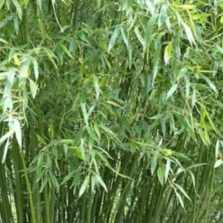 Phyllostachys bissetii 15 l 190-210 cm
