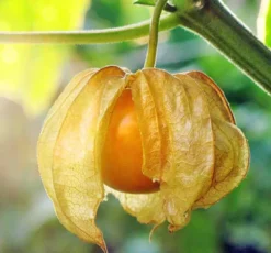 Physalis peruviana 2 l 30-50 cm