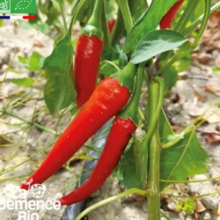 Piment de cayenne - graines bio