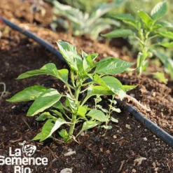 Piment de cayenne - graines bio