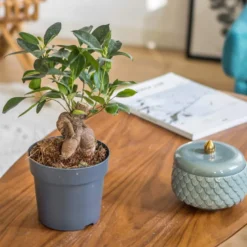 Plante d'intérieur : ficus + cache-pot