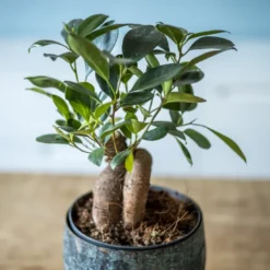 Plante d'intérieur : ficus + cache-pot