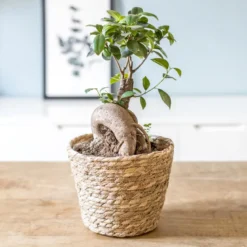 Plante d'intérieur : ficus + cache-pot