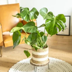 Plante d'intérieur : monstera déliciosa