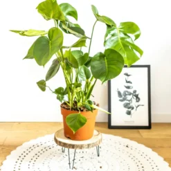 Plante d'intérieur : monstera déliciosa