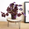 Plante d'intérieur : oxalis + cache-pot