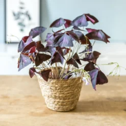 Plante d'intérieur : oxalis + cache-pot