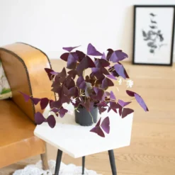Plante d'intérieur : oxalis + cache-pot