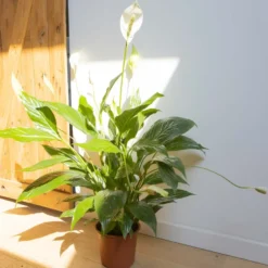 Plante fleur de lune avec cache-pot