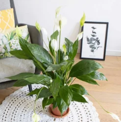 Plante fleur de lune avec cache-pot