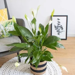 Plante fleur de lune sans cache-pot