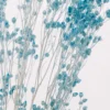 Plante immergée broom bleu turquoise h17