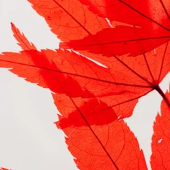 Plante immergée erable rouge h23