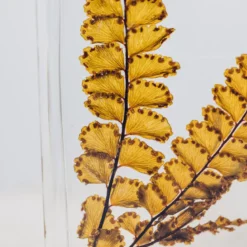 Plante immergée fougère felci ambre h21