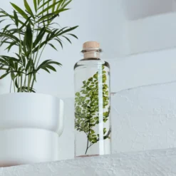 Plante immergée fougère luthi verte h21