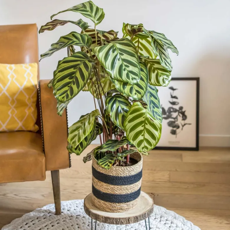 Plante verte : calathéa makoyana + pot