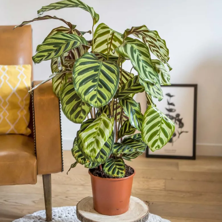 Plante verte : calathéa makoyana + pot