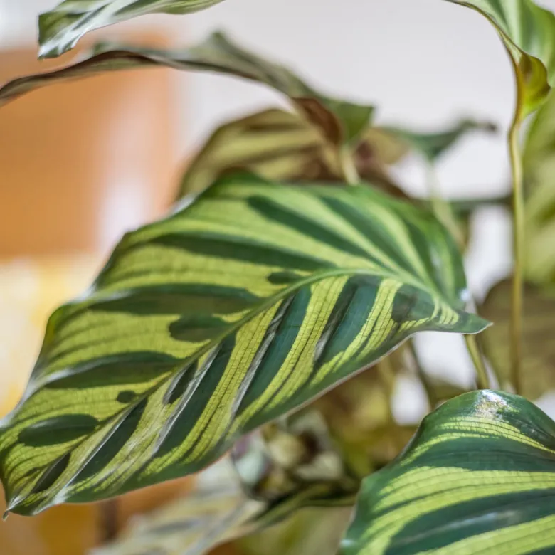 Plante verte : calathéa makoyana + pot