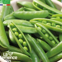 Pois à écosser nain rondo bio