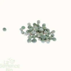Pois à écosser nain rondo bio