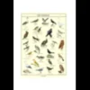 Poster les oiseaux