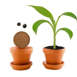 Pot de culture enfant bananier