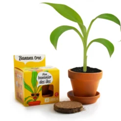 Pot de culture enfant bananier