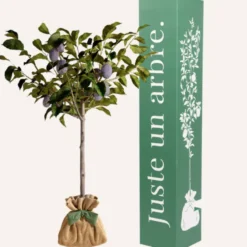 Prunier quetsche - idée cadeau